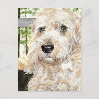 Katie the Wheaton Terrier Postcard