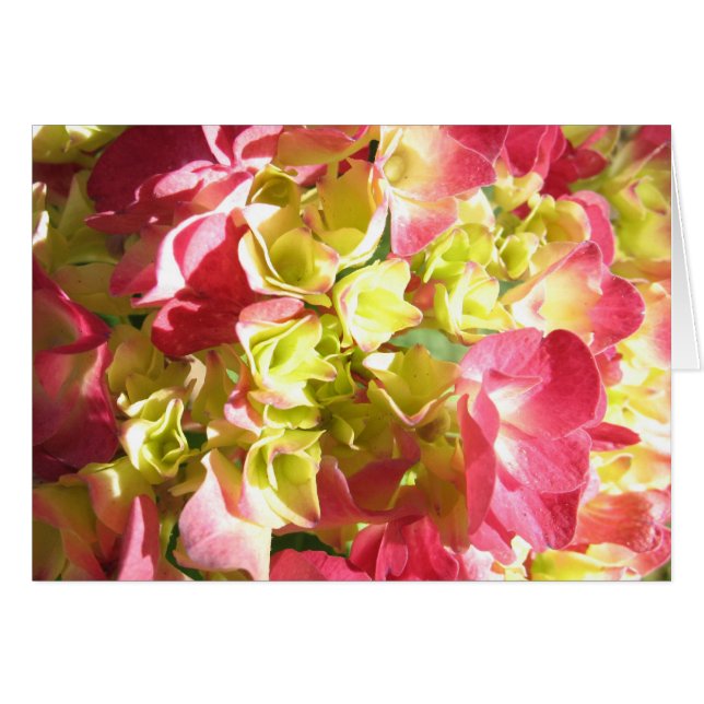 Katie's Hydrangea (Front Horizontal)