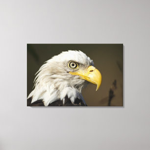 Katmai National Park, Alaska Canvas Print