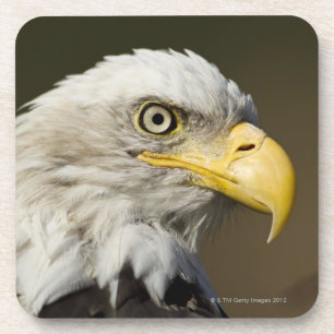 Katmai National Park, Alaska Coaster