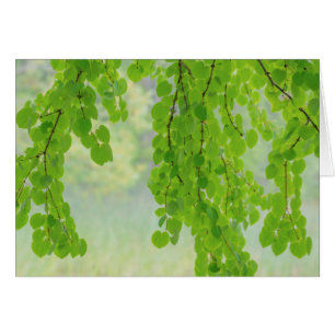 Katsura Tree Limbs in Springtime   Seabeck, WA