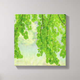 Katsura Tree Limbs in Springtime   Seabeck, WA Canvas Print