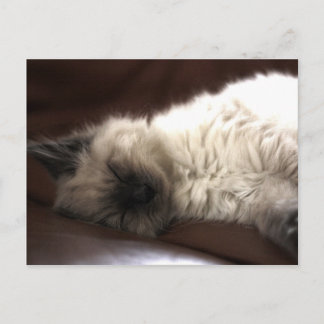 Kattunge/Kitten Postcard