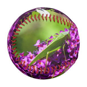 katydid energy baseball
