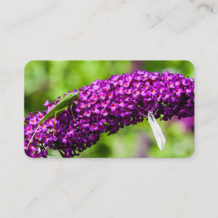 katydid energy business card