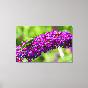 katydid energy canvas print