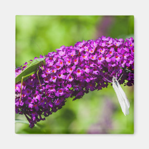 katydid energy magnet