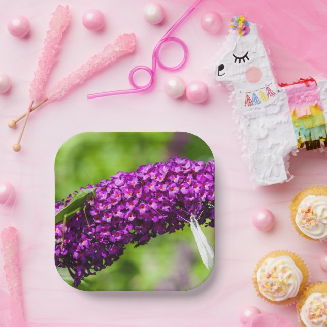 katydid energy paper plate (Party)