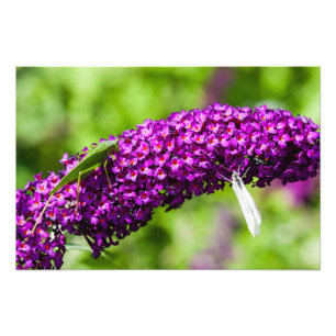 katydid energy photo print