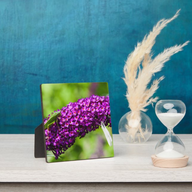 katydid energy plaque (Insitu)