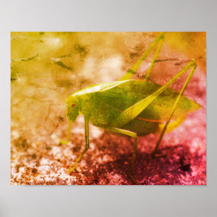 Katydid Grasshopper Insect Abstract Grunge Poster