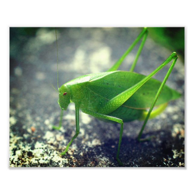 Katydid Grasshopper Insect Close Up 8x10 Photo Print (Front)