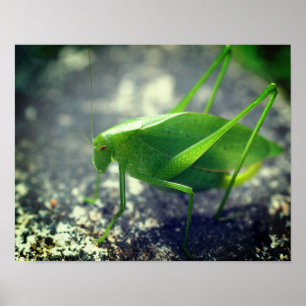 Katydid Grasshopper Insect Close Up Poster