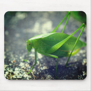 Katydid Grasshopper Nature  Mouse Mat