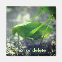 Katydid Grasshopper Nature Personalized