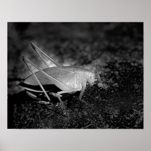 Katydid In Black And White Insect Poster