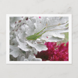 Katydid on Dusty Miller Postcard
