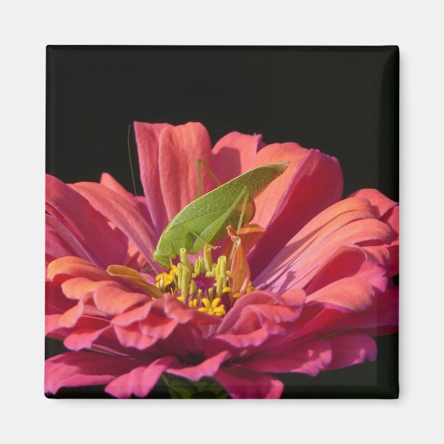 Katydid on Zinnia Magnet (Front)