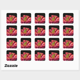 Katydid on Zinnia Square Sticker