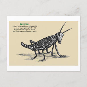 Katydid  postcard
