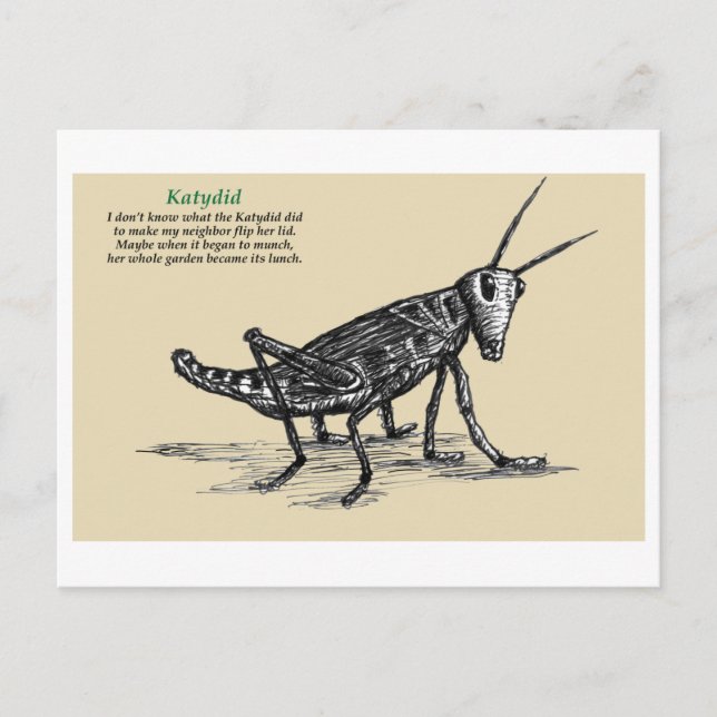Katydid  postcard (Front)