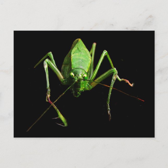 Katydid Postcard (Front)