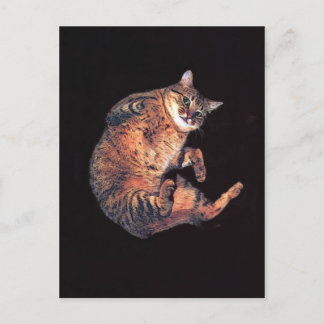 katz5 postcard