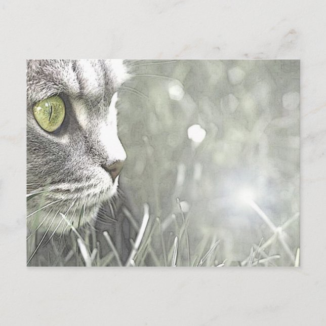 Katz Postcard (Front)