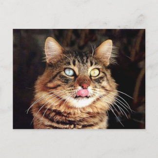 katz postcard