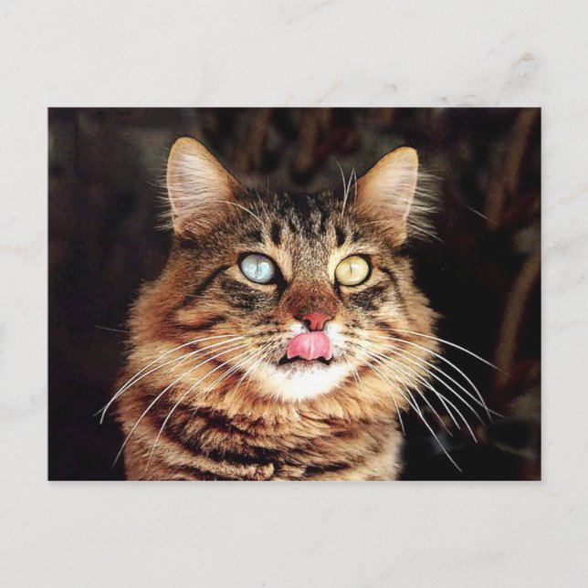 katz postcard (Front)