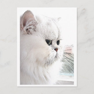 Katz Postcard