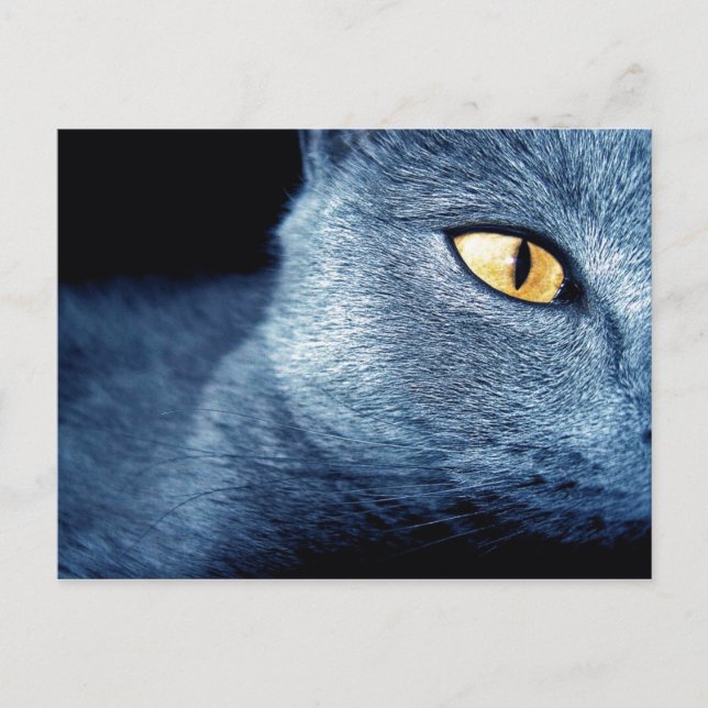 katz postcard (Front)