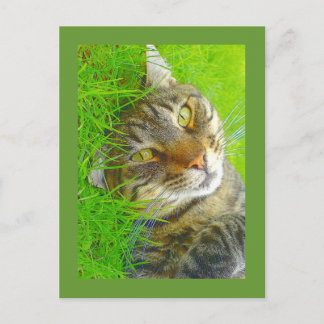 Katz Postcard