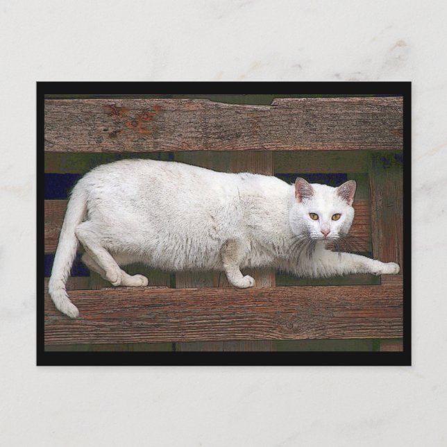 Katz Postcard (Front)