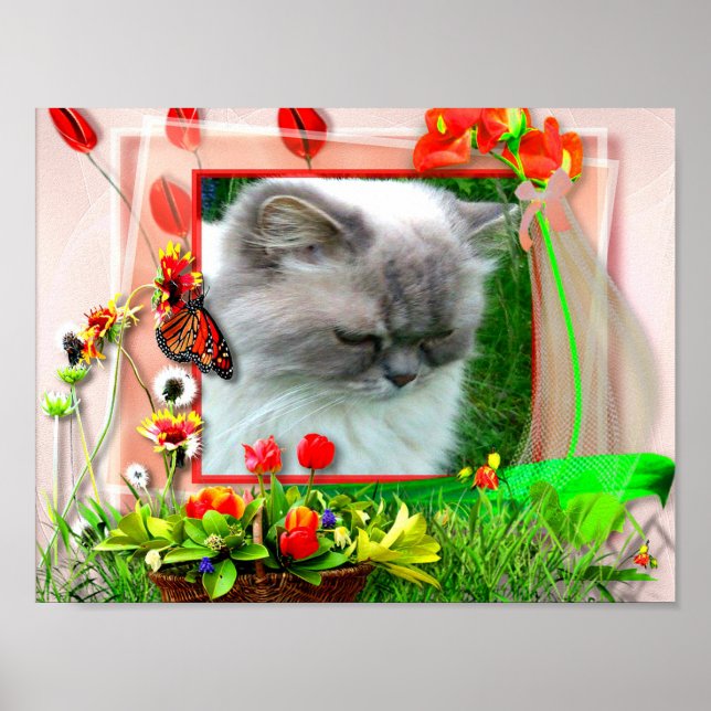 Katze1 für Lilo Poster (Front)