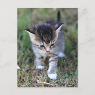 Katze Postcard
