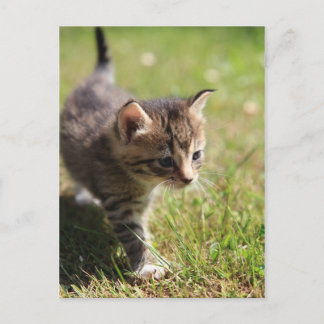 Katze Postcard