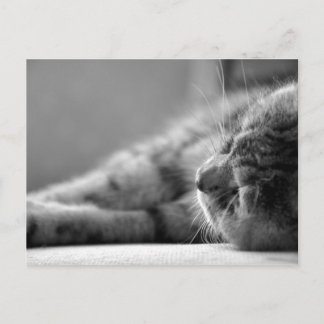 Katze SW Postcard
