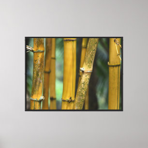 Kauai Bamboo (photography by me) Canvas Print