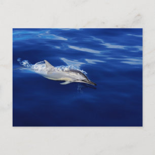Kauai - Dolphin Breaking Free Postcard