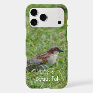 Kauai Hawaii Bird (my photography)