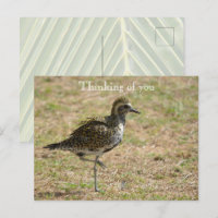 Kauai Hawaii Bird on Grass Thinking of you