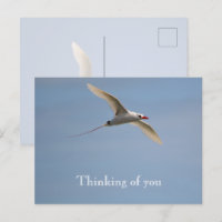 Kauai Hawaii Kilauea Flying Red Tailed Tropicbird 