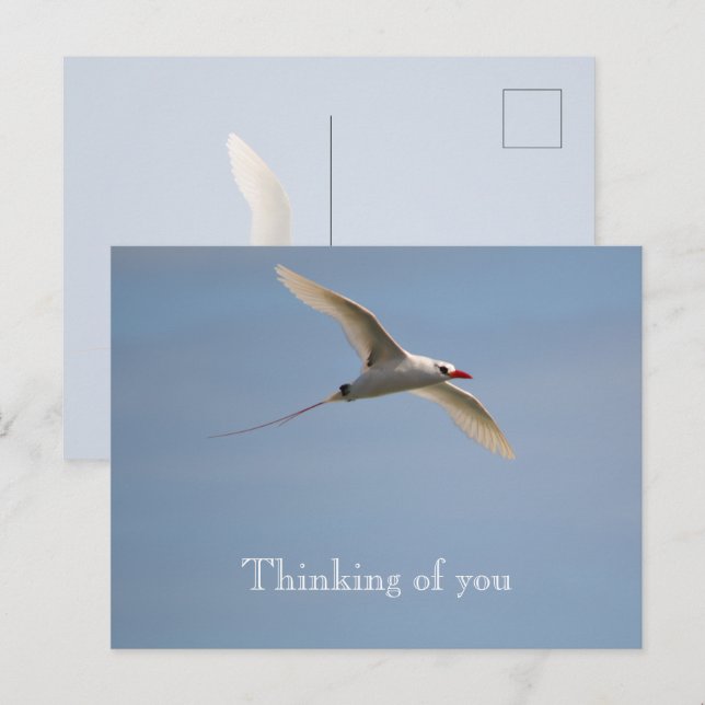 Kauai Hawaii Kilauea Flying Red Tailed Tropicbird  Postcard (Front/Back)