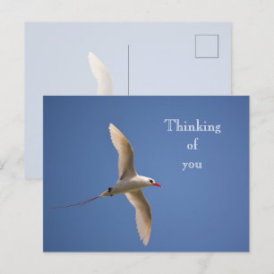 Kauai Hawaii Kilauea Red Tailed Tropicbird Postcard