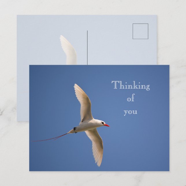 Kauai Hawaii Kilauea Red Tailed Tropicbird Postcard (Front/Back)