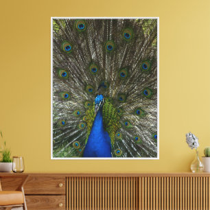 Kauai Hawaii Peacock Feathers Canvas Print