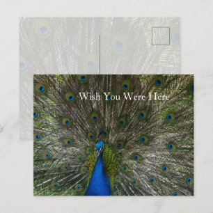 Kauai Hawaii Peacock Feathers Postcard