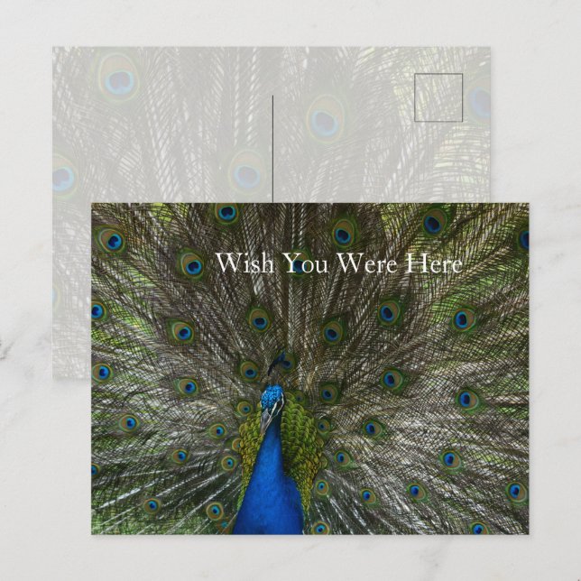 Kauai Hawaii Peacock Feathers Postcard (Front/Back)