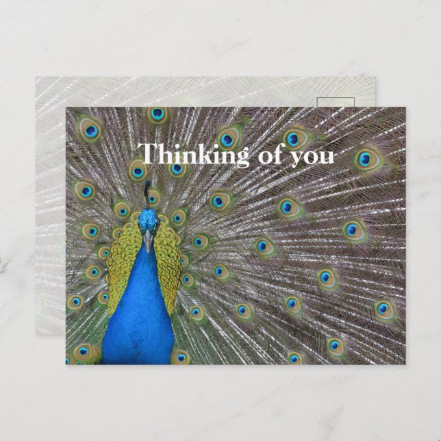 Kauai Hawaii Peacock Feathers Postcard (Front/Back)